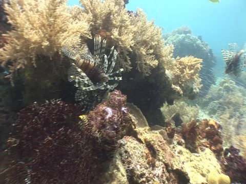Lionfish Video stock 98669290
