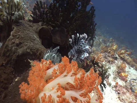 Lionfish Stock Footage 98669422