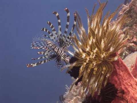 Lionfish Stock Footage 98669578