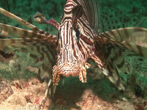 Lionfish Stock Footage 98669807