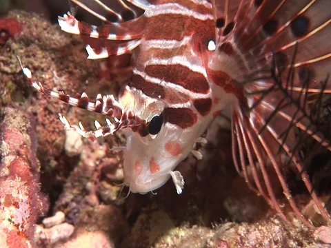 Lionfish Video stock 98669879