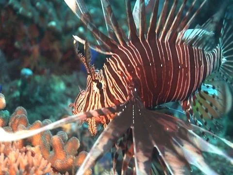 Lionfish Stock Footage 98669958