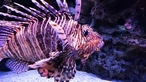 Lionfish Stock Footage 104671809