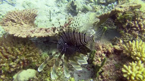 Lionfish Stock Footage 139722787