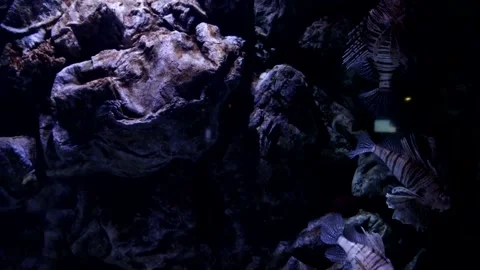 Lionfish Stock Footage 150037353