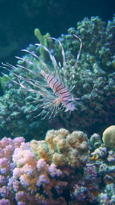 Lionfish Stock Footage 225434595