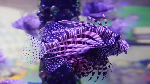 Lionfish Stock Footage 257837516