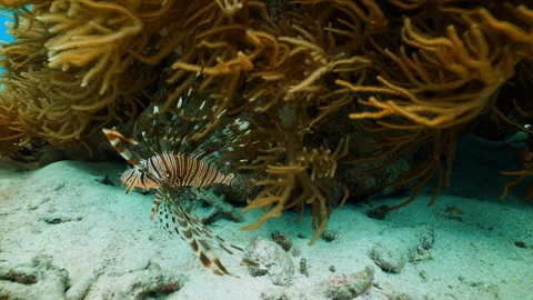 Lionfish Gliding Under Golden Soft Coral Reef - Underwater Footage - 4K Stock Footage 333730850