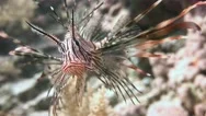 Lionfish, Gracefully Floating Over A Coral Reef. Stock Footage