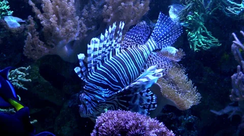 Lionfish HD Stock Footage 36521471