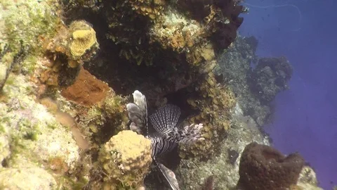 A Lionfish hiding in the reef. Stock Footage 70097740