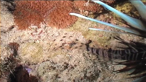 Lionfish High View Shot, Exit Screen Stock Footage 292639231