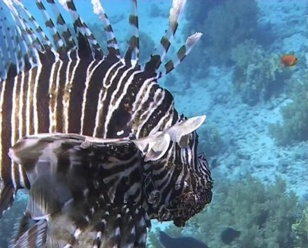 Lionfish hovering by coral block Stock Footage 572557