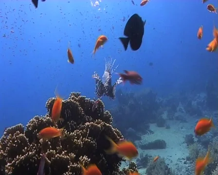 Lionfish hovering over a coral block Stock Footage 572563