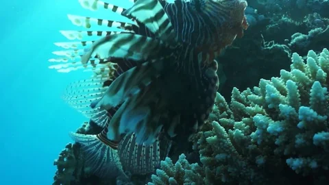 Lionfish hovering over coral reef plato Stock Footage 82884042