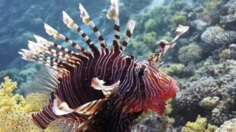 Lionfish hovering over coral reef plato Stock Footage 82884431