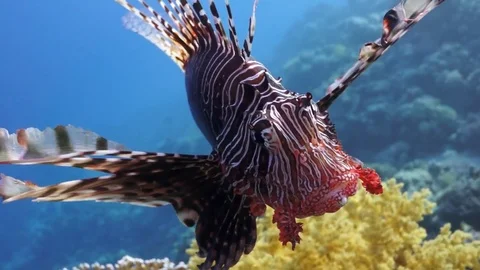 Lionfish hovering over coral reef plato Stock Footage 82884495