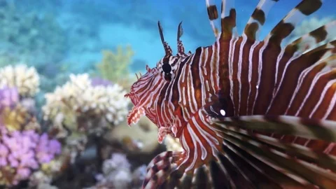 Lionfish hovering over coral reef plato Stock Footage 82884574