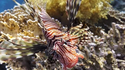 Lionfish hovering over coral reef plato Stock Footage 82884874