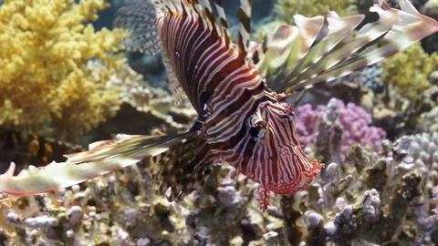 Lionfish hovering over coral reef plato Stock Footage 82885033