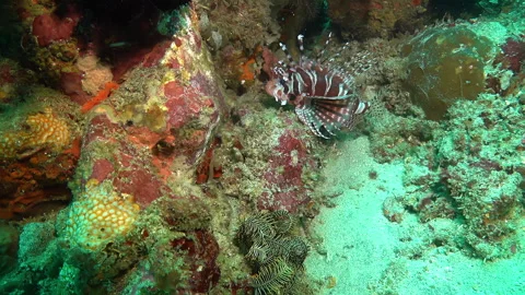 Lionfish hovering under a coral reef. Diving in Bali. Indonesia. Slow motion Stock Footage 254201832