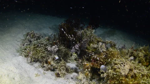 Lionfish Hunting 2 Stock Footage 64294885