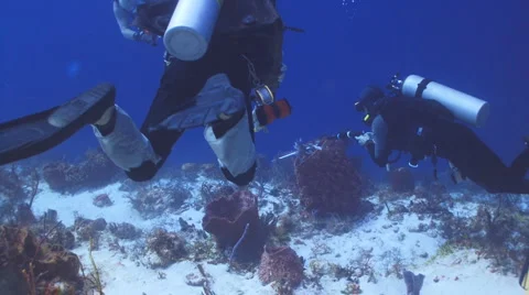 Lionfish hunting Видео 1067898