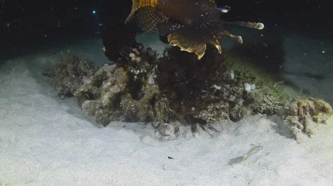 Lionfish Hunting Stock Footage 64299423