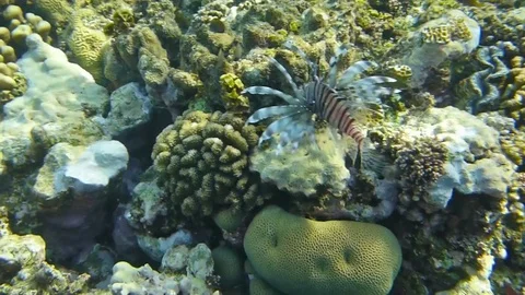 Lionfish hunts Stock Footage 73572835