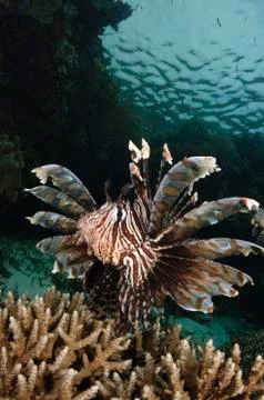 Lionfish, Indonesia. Stock Photos