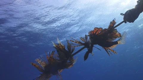 Lionfish Kebab Видео 1068173