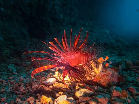 A Lionfish lit up with a torch near the entrance of a cave at Gato Island Stock Photos