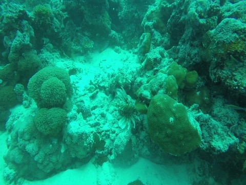 Lionfish, Maldives Stock Footage 81000964