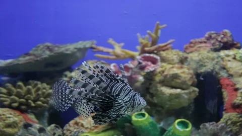 Lionfish at Manila Ocean Park Stock Footage