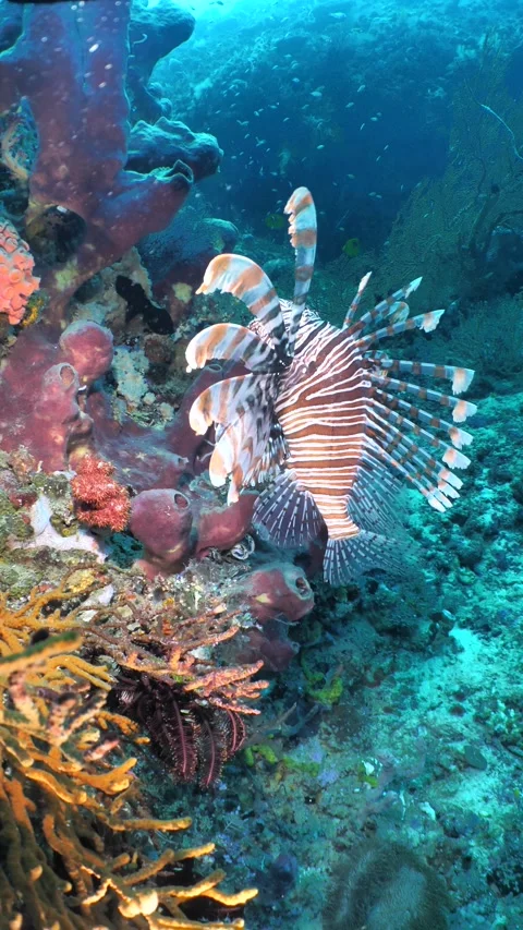 Lionfish navigating reef structure Stock Footage 325715066