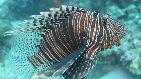 Lionfish opens mouth Stock Footage 10852900