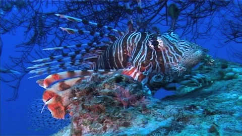 Lionfish Over The Rock Stock Footage 300419238