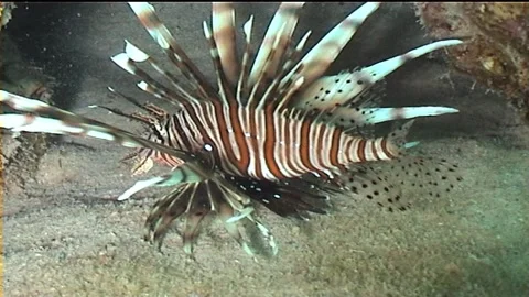 Lionfish Over The Seabed Stock Footage 292690178