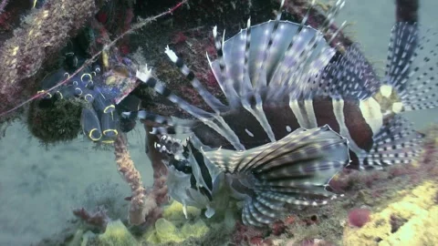 Lionfish pair mating dance in bohol sea, philippines Stock Footage 337495759