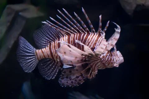 Lionfish Stock Photos