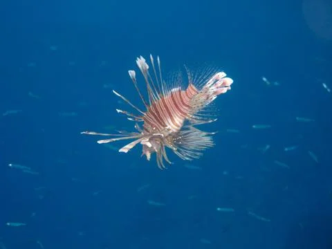 Lionfish Stock Photos