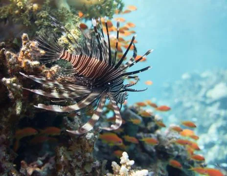 Lionfish Stock Photos