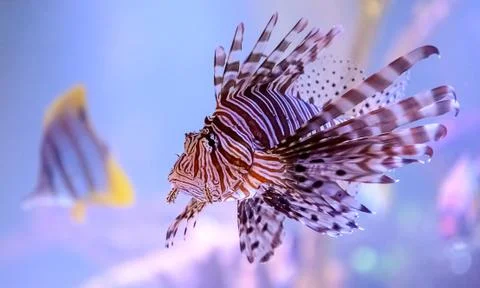 Lionfish Stock Photos