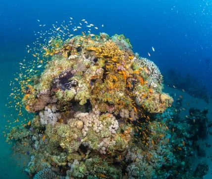 Lionfish Stock Photos