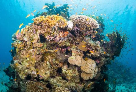 Lionfish Stock Photos