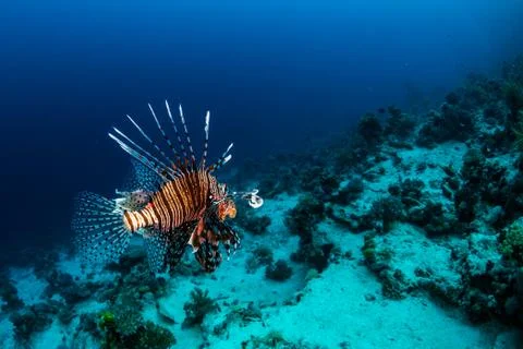 Lionfish Stock Photos