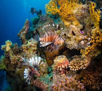 Lionfish Stock Photos