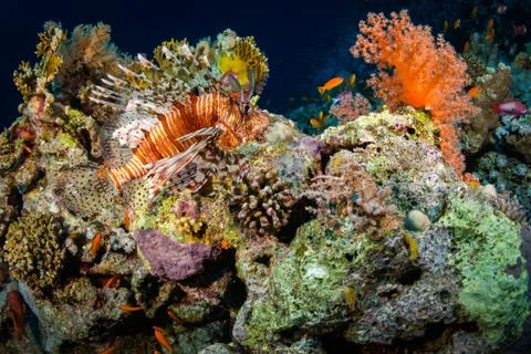 Lionfish Stock Photos