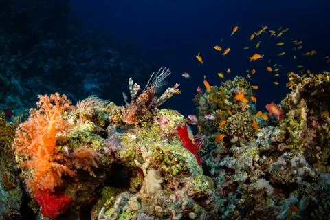 Lionfish Stock Photos