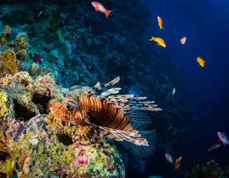 Lionfish Foto stock